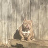 Exotic bully chocolate female what you have to trade
