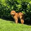 Female golden doodle needs new home.