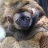 Lemur Bottle Baby for sale. Texas Breeder