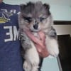 AKC Male Blue Merle Pomeranian