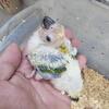 Soonconures Regular,Red factor and greencheks wholesale