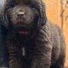 AKC Newfoundland puppies