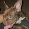 Female Exotic Bully Pup