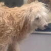 Chinese crested 