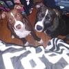 Friendly Loving Pits