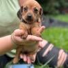 Mini dachshund puppies