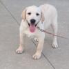 AKC Labrador Retriever Puppies