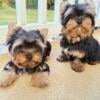 Yorkshire Terrier Puppies