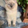 Purebred Blue Point RAGDOLL kitten RESERVED