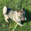 Norwegian Elkhound pups