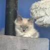 Blue Smoke Mitted Male Ragdoll, Milwaukee, WI