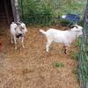 Nigerian/Mini Lamancha Goats