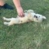 Yellow lab/  Siberian husky 7 weeks.  Zephyrhills Need homes please call 