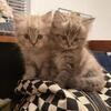 Gorgeous Ragdoll/Persians