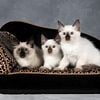 ACA Registered Balinese Kittens