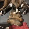 AKC Boxer puppies