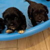 Ready to go Shih Tzu puppies