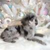 AKC brown merle abstract male