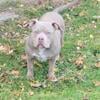 UKC APBT PR bully cash  1 to 2  year old females purple lilac tri $900 cash