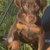 Amazing Doberman