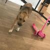 Liberty – Loving 2-Year-Old Shepherd Ready for Her Forever Home