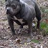 Female Ghost Tri American Bully