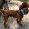 Red Toy Poodle Stud
