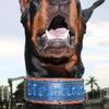Doberman puppies April 30 