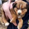 $200 💙 Blue-Eyed Bernese × Pomsky Puppies – $200 This Weekend Only – Must Place Soon