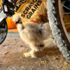 Paint Silkie Rooster