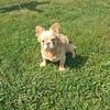 French bulldog male