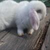 Holland Lop Babies ready to hop this weekend. Bunnies handled daily by family!