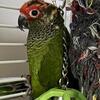 Roseifron Conure