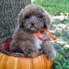 Beautiful Cockapoo Puppies ready for Forever Homes