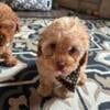  BOO! Adorable F1b cavapoo male and female available for pumpkin season