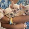 French Bulldog puppy
