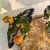 birds