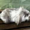 Lionhead Lop/Velveteen Mix Bunnies