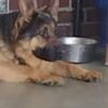 German Shepherd  Female champion bloodlines 