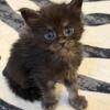 Purebred Maine Coon Kittens