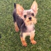 Teacup Yorkie female- tiny!