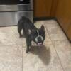 3yr female AKC French bulldog