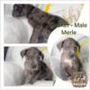 European Great Dane Puppies for Sale