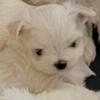 Maltese Puppies Males for adoption