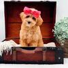 Miniature Goldendoodles ready for their forever homes