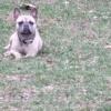 French Bulldog looking for home