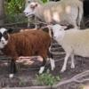 Shetland sheep, lambs.