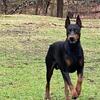 DOBERMAN FOR STUD ONLY