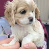 Cocker Spaniel