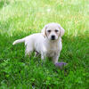 Labrador Puppy - Tinkerbell